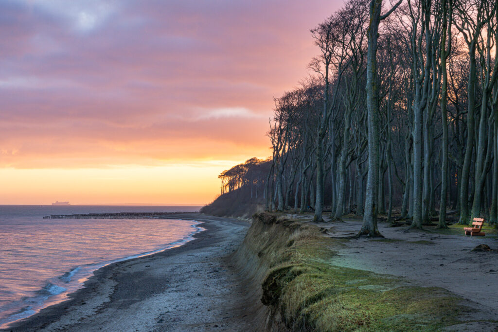 Gespensterwald in der Morgendämmerung