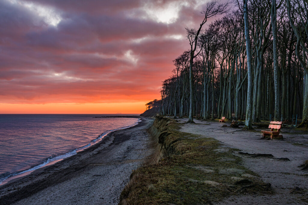Gespensterwald in der Morgendämmerung