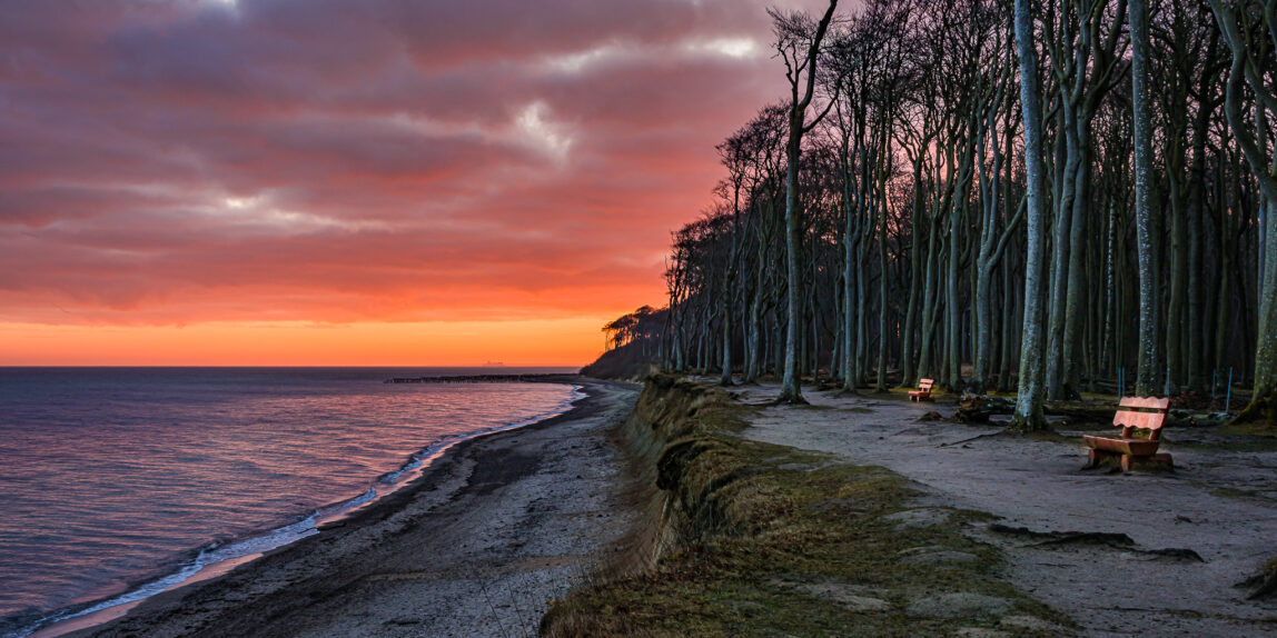 Gespensterwald in der Morgendämmerung