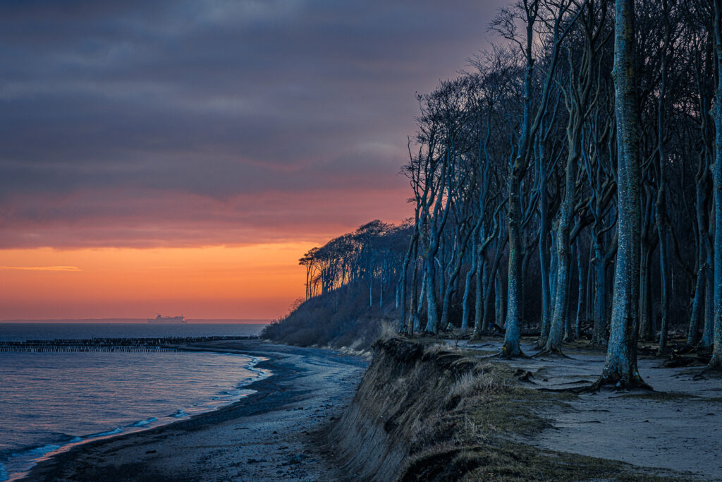 Gespensterwald in der Morgendämmerung
