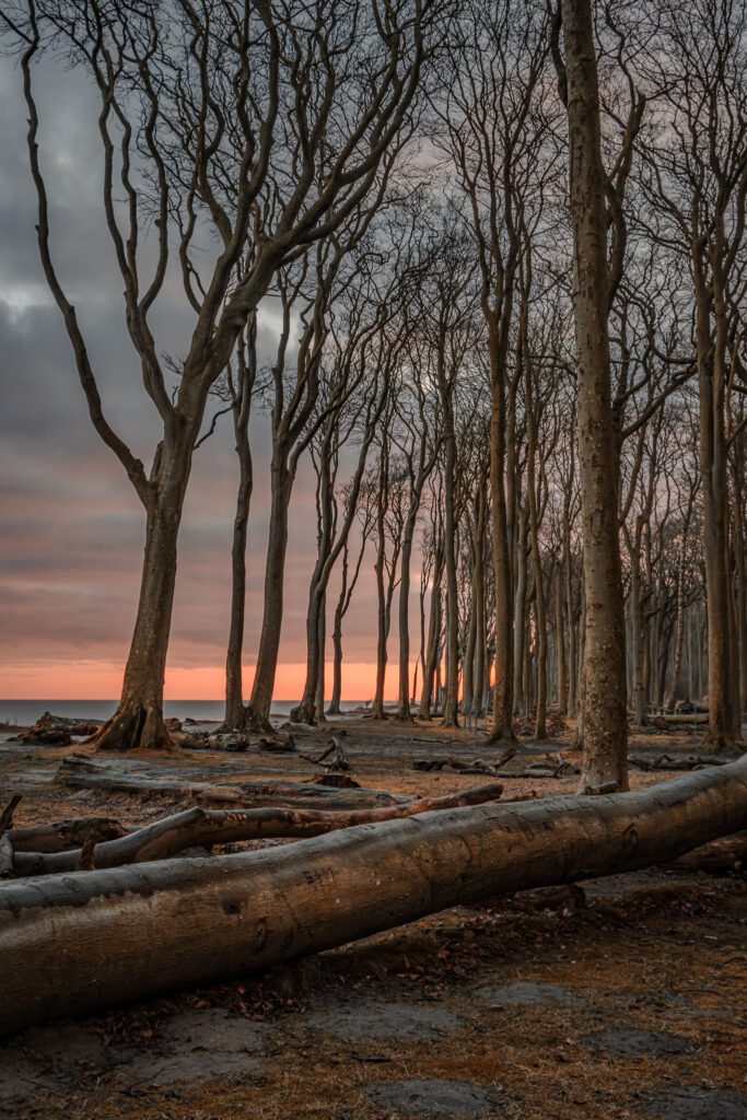 Gespensterwald in der Morgendämmerung