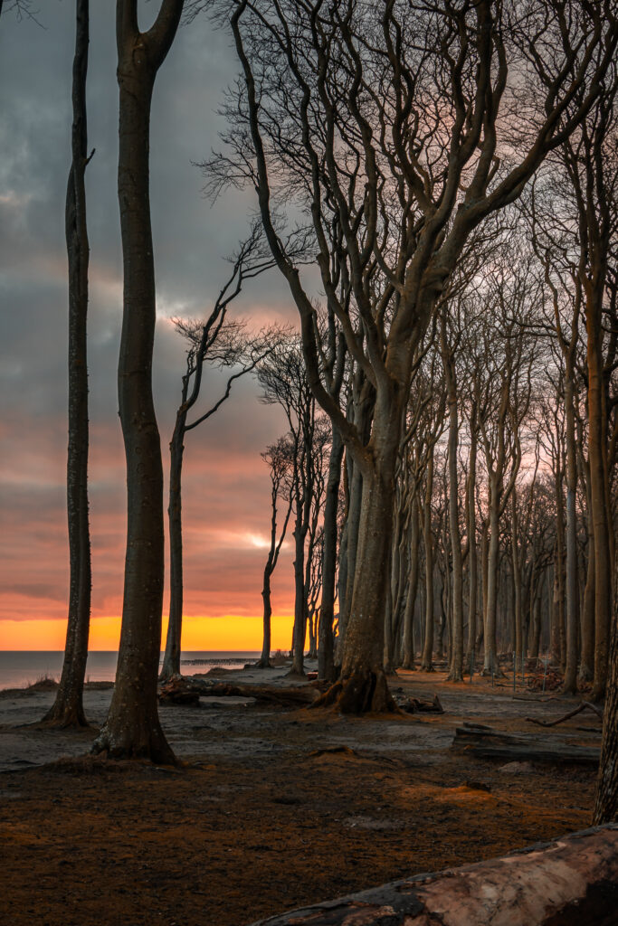 Gespensterwald in der Morgendämmerung
