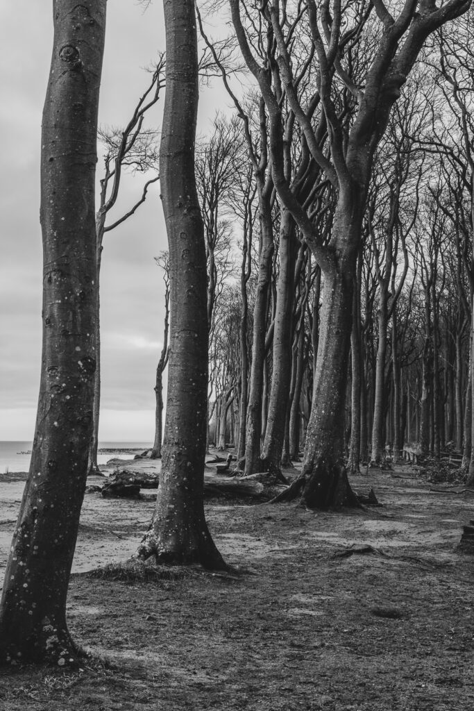 Gespensterwald in der Morgendämmerung