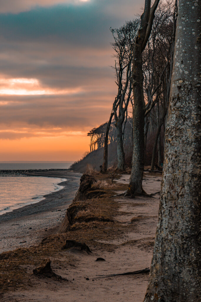 Gespensterwald in der Morgendämmerung